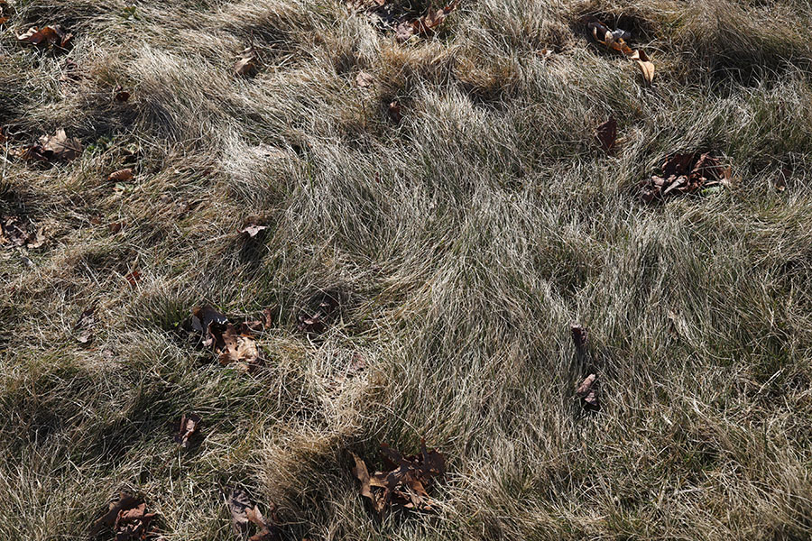 Nearly Monochrome Photograph of Disordered Grass With Dried Leaves